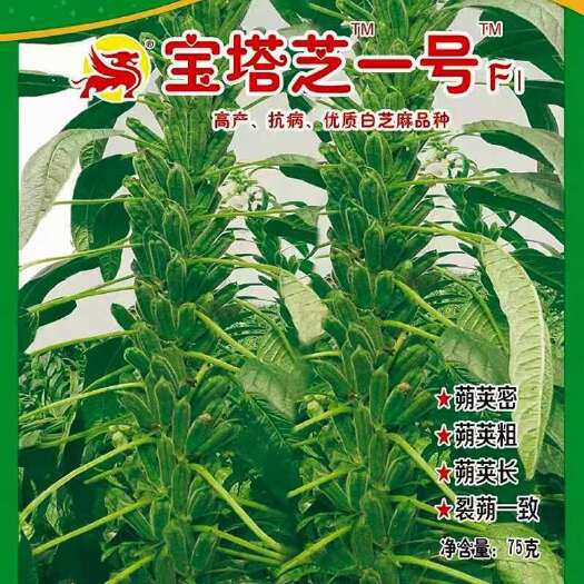 宝塔芝一号h白芝麻种子节节高白芝麻种子豫雪芝100白芝麻种籽