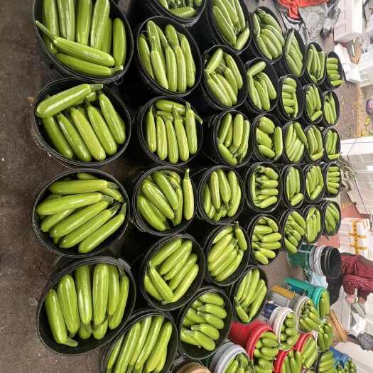 寿光市精品西葫芦 电商 超市 外贸 批发各类品质大量有货