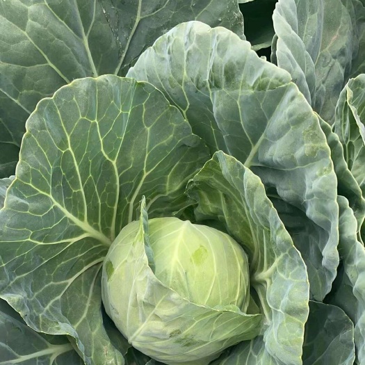 甘蓝  货量充足  全国可发货 一手货源  欢迎来电咨询
