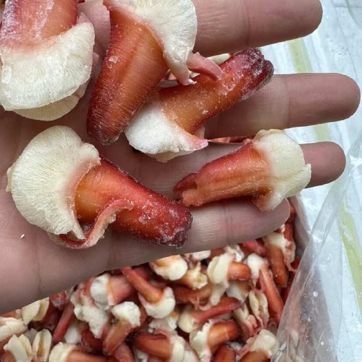 原汁北极贝原汁兰花蚌刺身食材三文鱼拼盘伴侣食材海鲜自助食材
