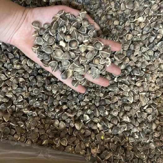 亳州辣木子 正品辣木籽【实图照片假一赔十】