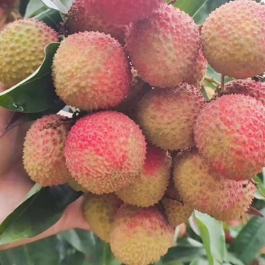 佛山妃子笑荔枝，白糖罂荔枝，桂味荔枝欢迎工厂电商市场合作大量货源