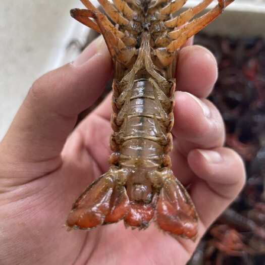 界首市湖北潜江精品小龙虾  青虾 红虾小中大硬规格  每日现发