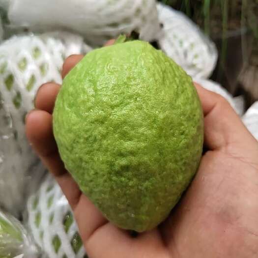 廉江市番石榴