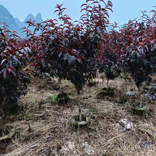 荔浦市碧桃