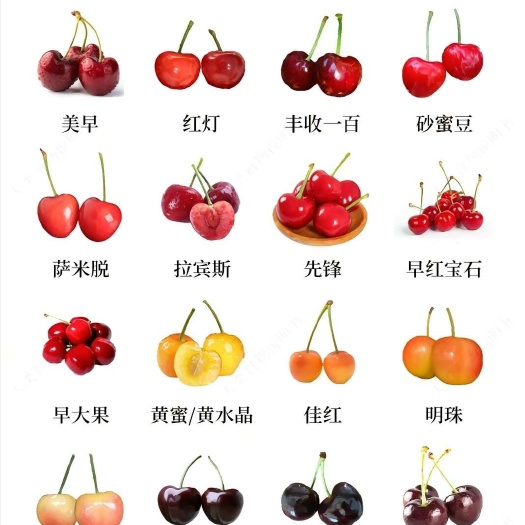沂源县露天大樱桃   整车发货支持一件代发
