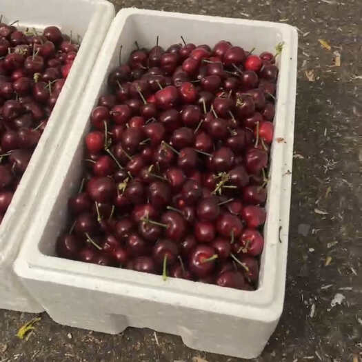 大连樱桃