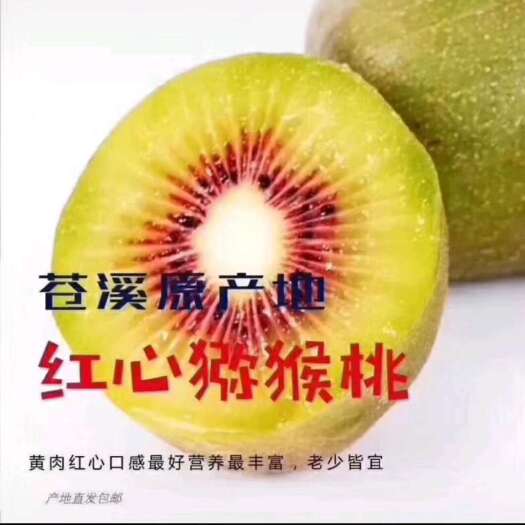 红心猕猴桃苗，嫁接苗，原产地培育直发，品种保证。
