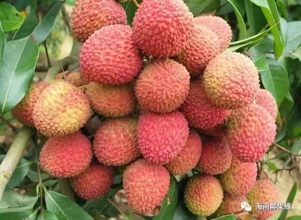 荔枝，白糖罂，妃子笑，白蜡，克叶