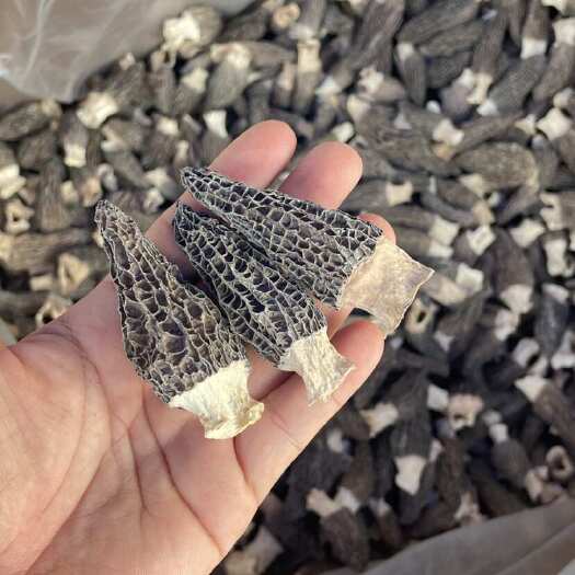 一级羊肚菌大号500克 足干货 高品质
