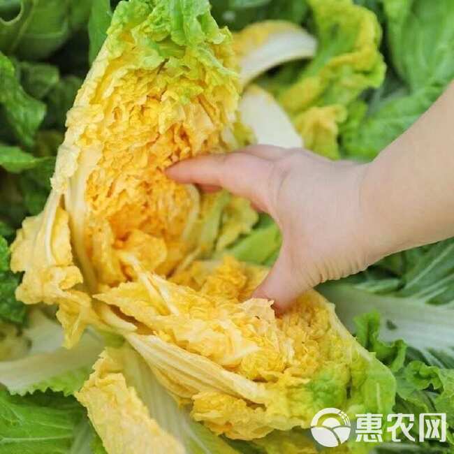 黄心白菜种子金皇后白菜种子娃娃好吃白菜种籽