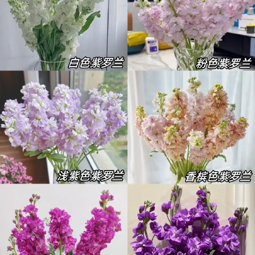 昆明紫罗兰