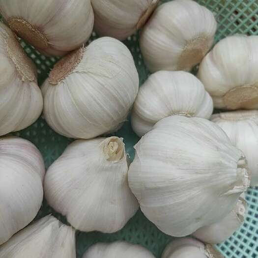 鄄城县大蒜