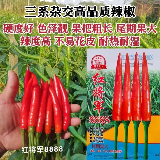 沭阳县红将军8888辣椒籽三系杂交高品质大果朝天椒种子源于泰国尾期