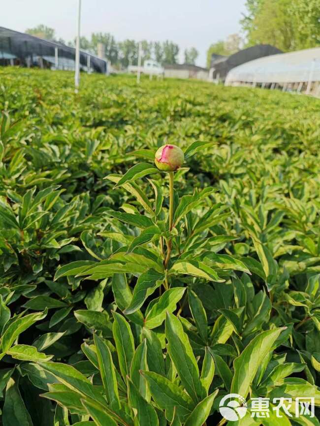 芍药， 小盆芍药，大盆芍药