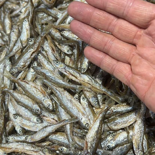 鄱阳县油炸开肚白肖鱼干酒店食堂酒吧地摊展会天然河鱼