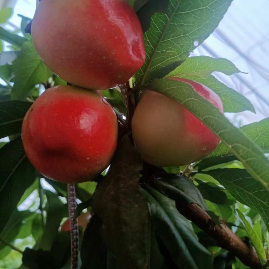 大荔县油桃