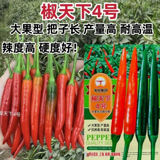 沭阳县椒天下4号朝天椒种子大果耐热耐湿抗病丰产辣椒种子单生朝天椒种