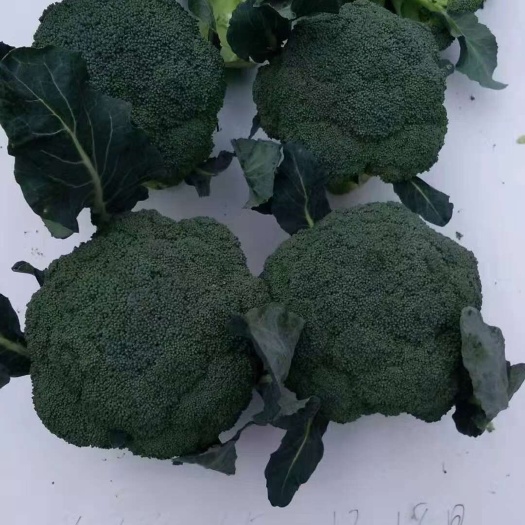 济南耐寒西兰花种子，珍绿65颜色蓝绿蘑菇头，低温不发紫
