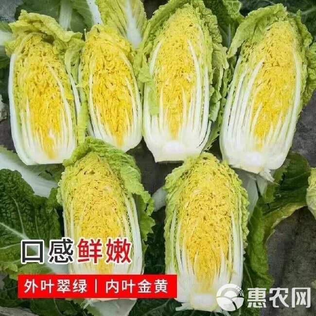 黄心白菜种子金皇后白菜种子娃娃好吃白菜种籽