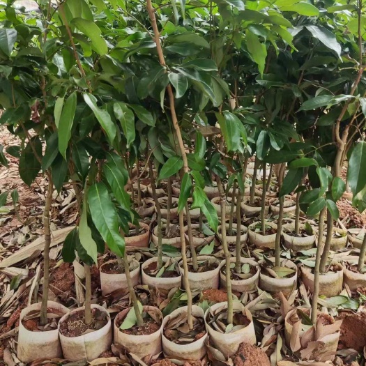 灵山县冰荔枝果树苗嫁接品种