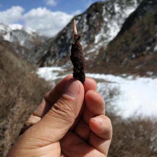 林芝真正虫草