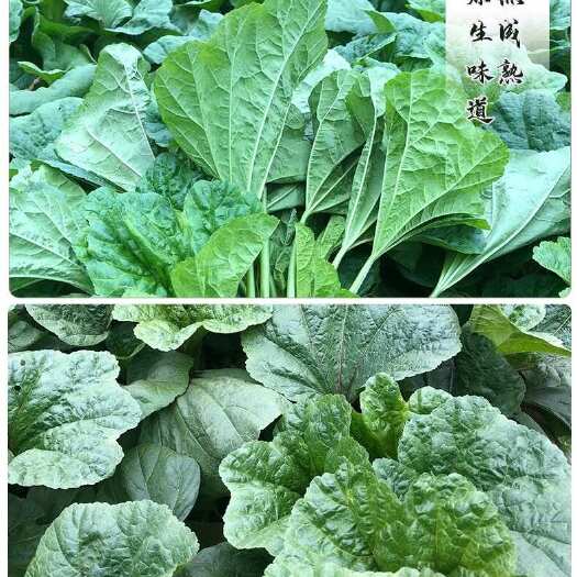 冬寒菜