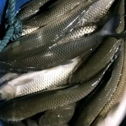 蓬溪县黄金鲩