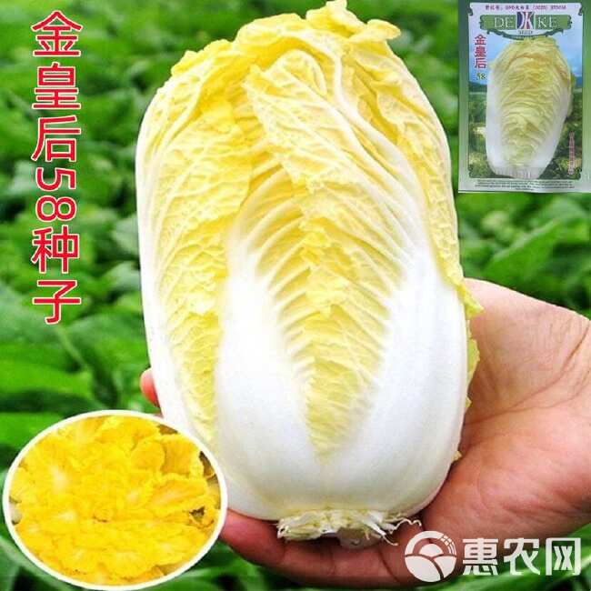 黄心白菜种子金皇后白菜种子娃娃好吃白菜种籽