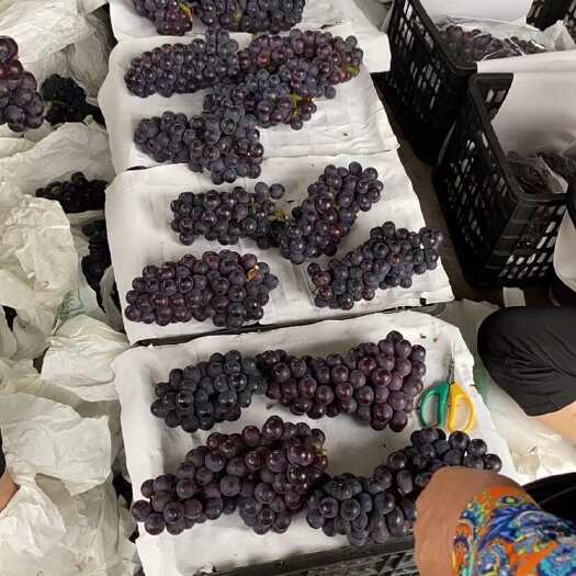 乐山自家巨峰葡萄