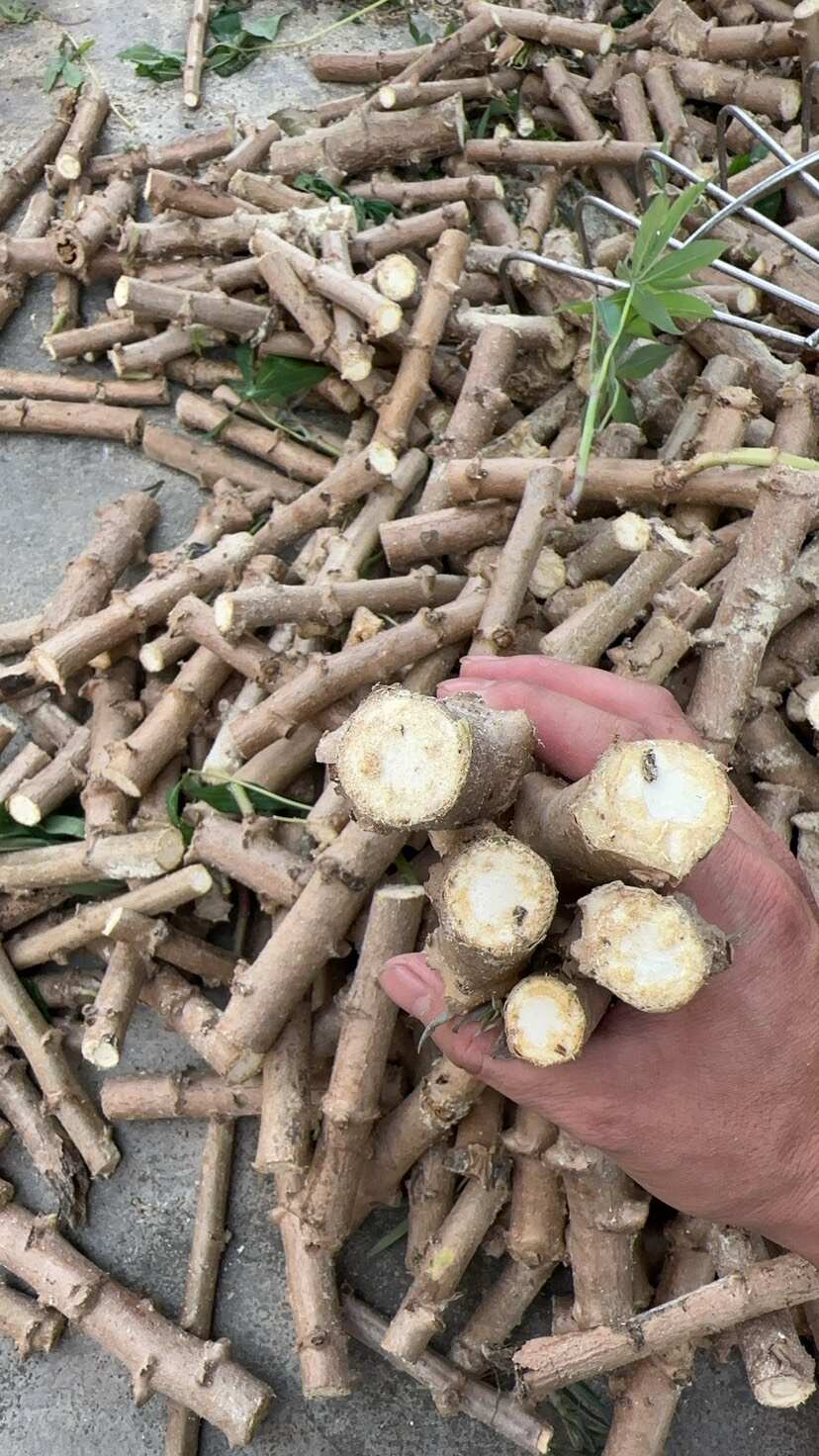 木薯苗广西新鲜面包木薯种苗白肉食用黄心黄肉抗病耐旱木薯茎杆苗