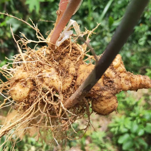 赣州黄精