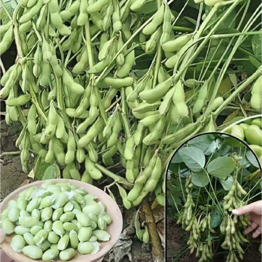 饶平县毛豆