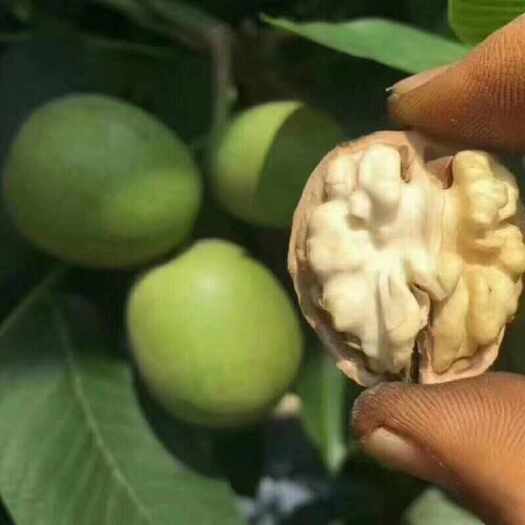 莎车县新疆青皮鲜核桃