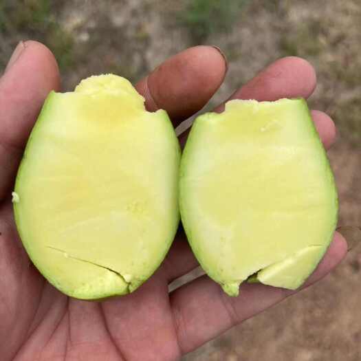 河口县芒果