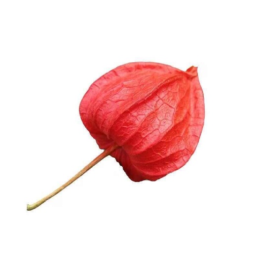 亳州锦灯笼 中药材锦灯笼 吉林锦灯笼干皮红姑娘一斤包邮