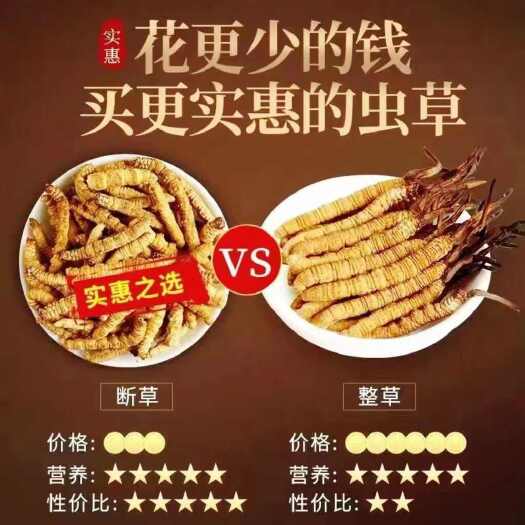 比如县冬虫夏草断草纯肉体批发零售各种规格 西藏那曲大断草自用实