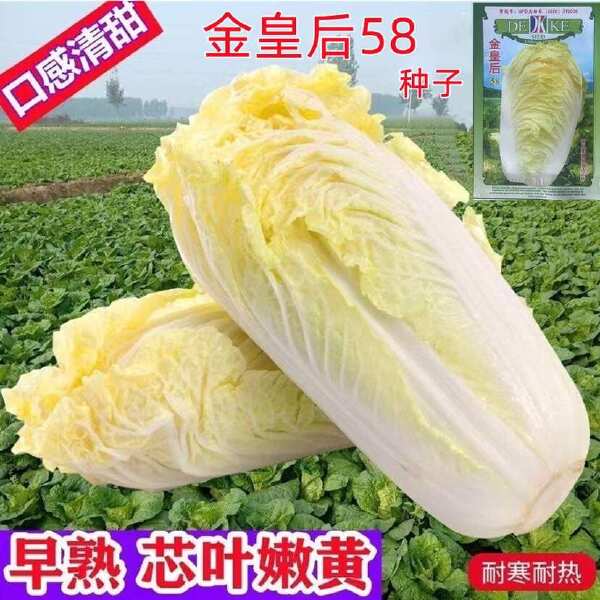 黄心白菜种子金皇后白菜种子娃娃好吃白菜种籽