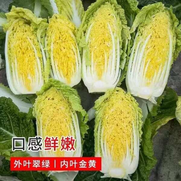 黄心白菜种子金皇后白菜种子娃娃好吃白菜种籽