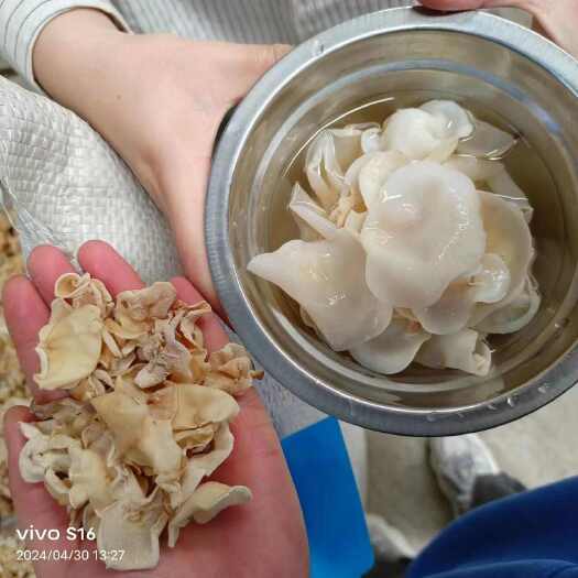成都白木耳批发 干货白玉木耳小碗耳 肉厚无根 跑江湖地摊展会货源