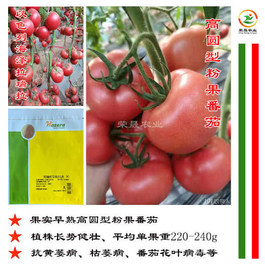 寿光市海泽拉瑞拉粉果番茄种籽早熟高圆型大果越夏耐热抗病西红柿种子孑