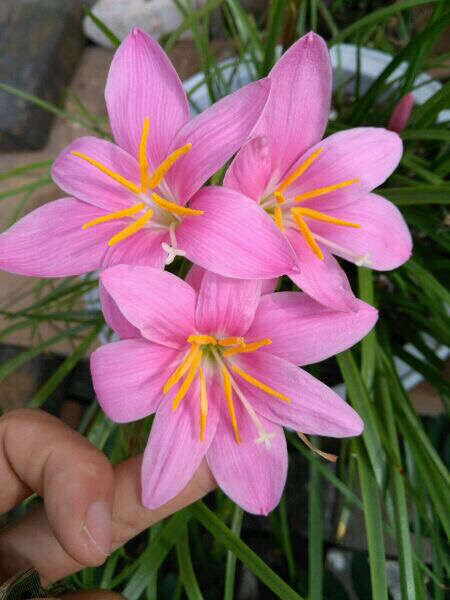马关县水仙花种球，风雨兰种球，石蒜种球，红花风雨兰量大优惠！