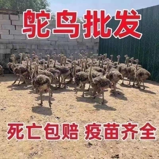 菏泽纯种非洲鸵鸟幼苗一公一母成年可达300斤幼崽包邮包伤亡包赔