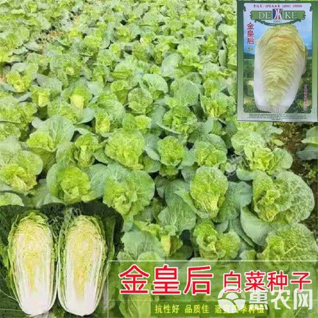 黄心白菜种子金皇后白菜种子娃娃好吃白菜种籽