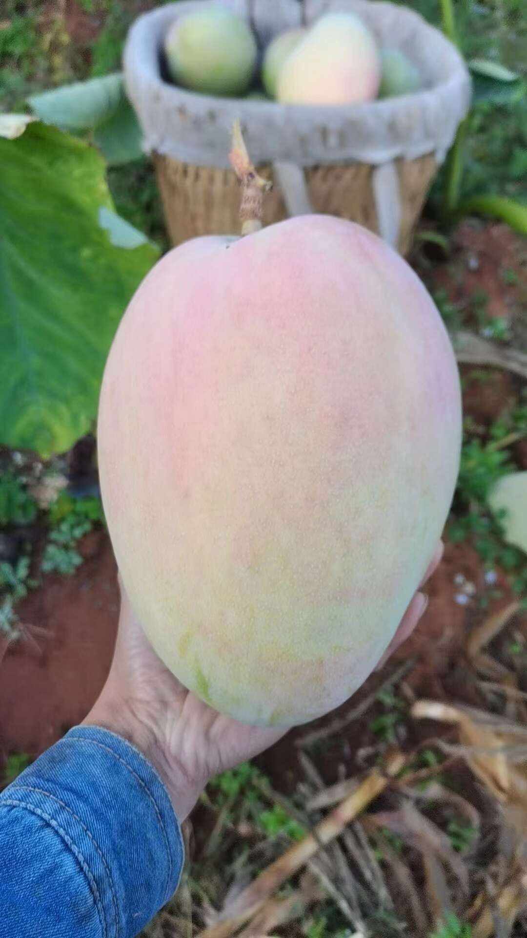 攀枝花精品大芒果（自家果园直售、直发，不过经销商）