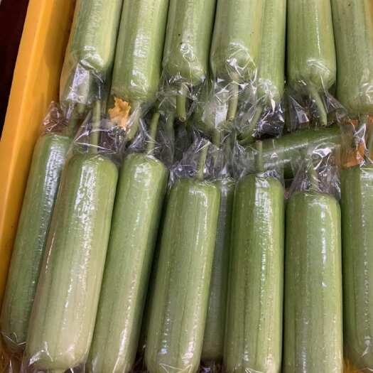 长沙县湖南本地白玉丝瓜