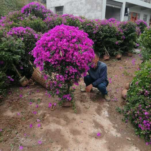 宜宾紫花三角梅