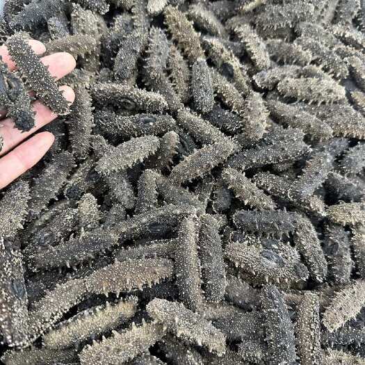 广州一手货源辽参满天星国标纯淡泡发12倍