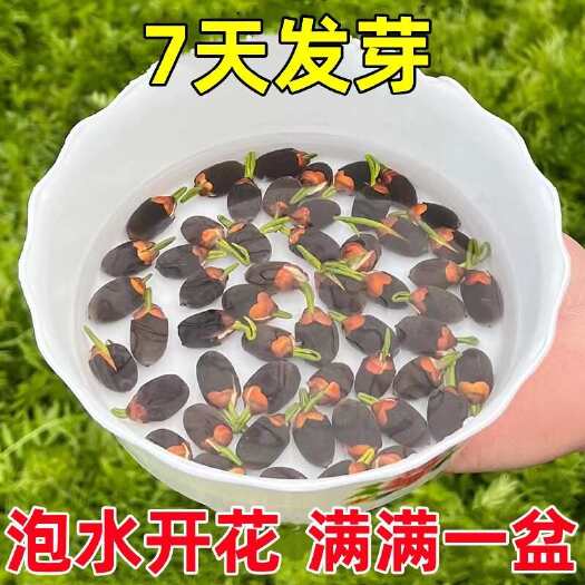 义乌市四季碗莲 跑量江湖碗莲水生花卉 开口碗莲种子水培植物包邮