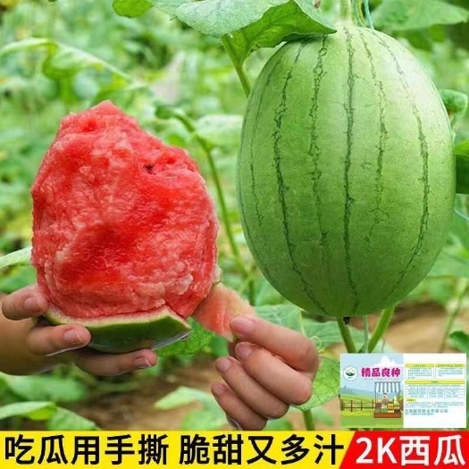 漯河早春西瓜甜特产吊瓜多汁皮薄2K西瓜当季现摘皮薄手剥牛奶小吊瓜
